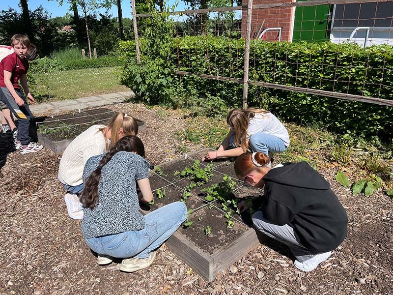 Moestuintjes TCD